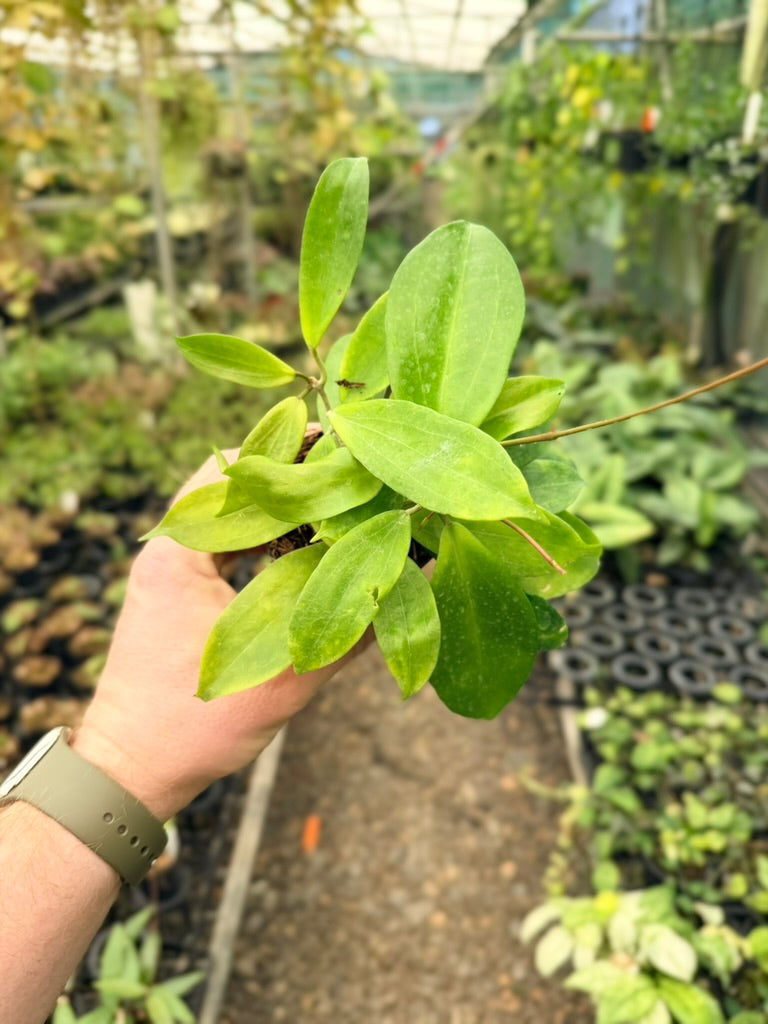 Hoya Samoensis - Imperfect Foliage