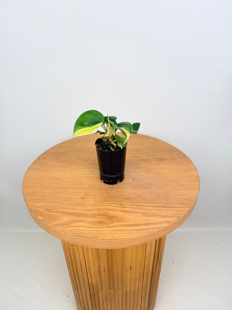 Philodendron Hederaceum Var. Oxycardium Cream Splash