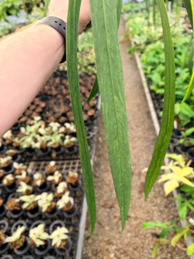Handpicked #16 - Anthurium Vittariifolium Variegata