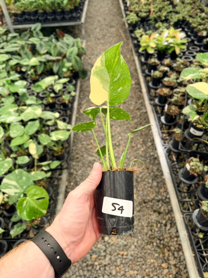 Handpicked #54 - Monstera Deliciosa - Thai Constellation - Double Growth Point