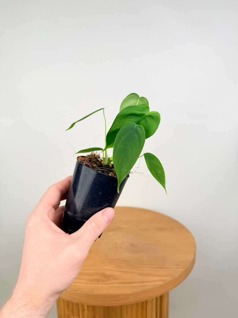 Philodendron Sharoniae