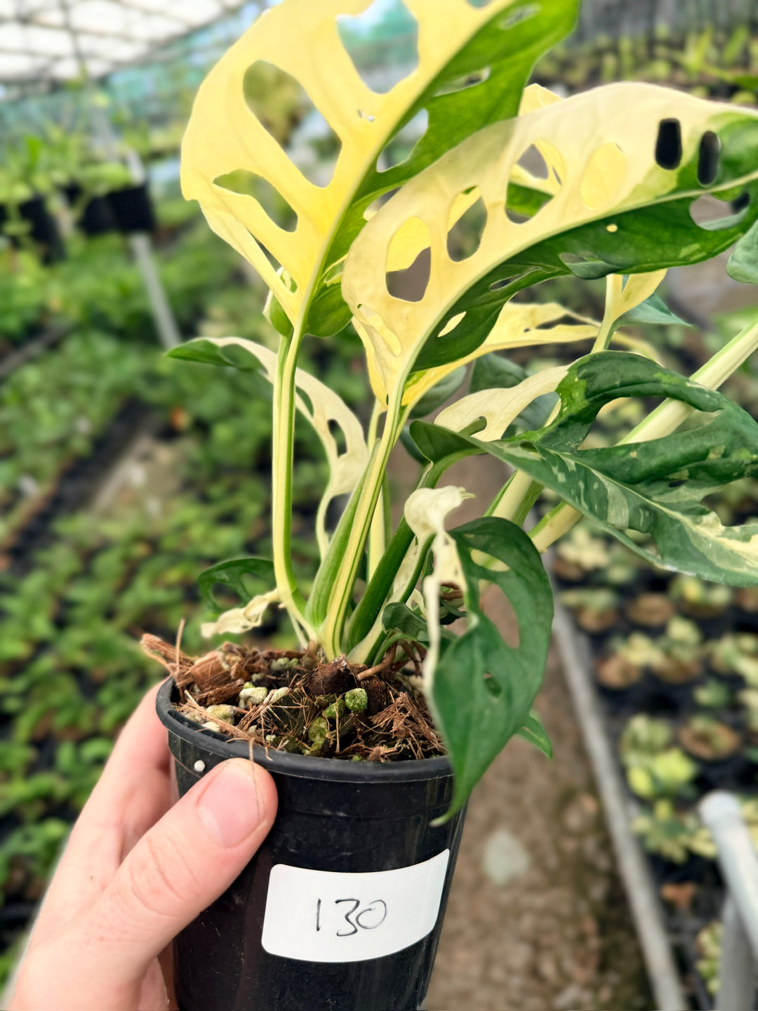 Handpicked #130 - Monstera Adansonii - Monkey Mask - Variegated Albo - Double Planted