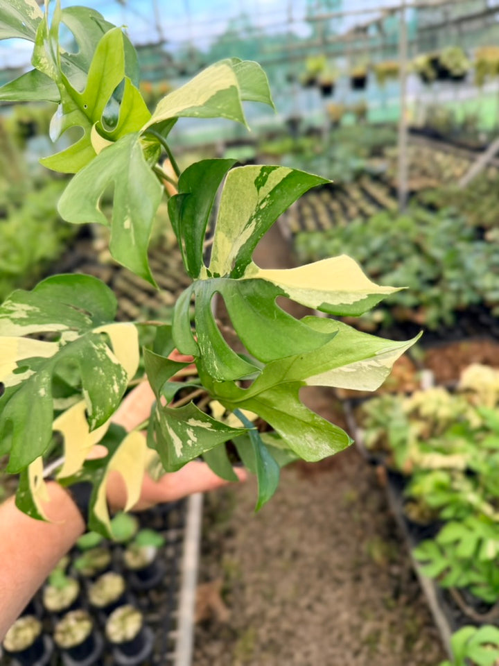 Handpicked #13 - Rhaphidophora Tetrasperma Variegata Albo