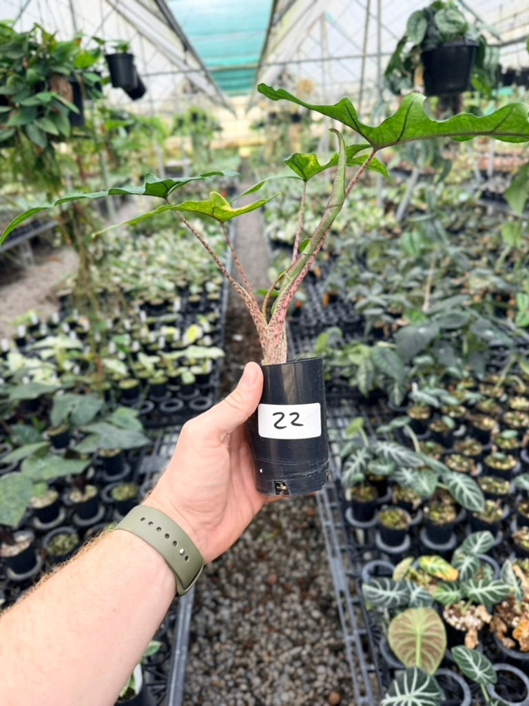 Handpicked #22 - Alocasia sp Sulewasi 'Sabrina Narrow' - Aurea Variegata