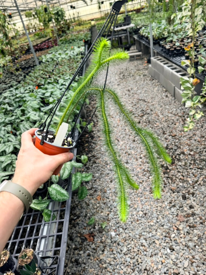 Handpicked #33 - Phlegmariurus [Huperzia] Squarrosa - Borneo Large Water/Rock Tassel Fern