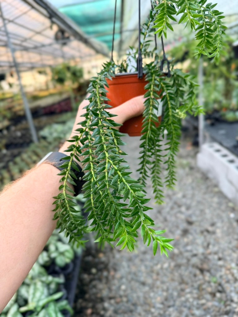 Handpicked #1 - Phlegmariurus Phlegmarioides X Phlegmariurus Ledermannii - Tassel Fern