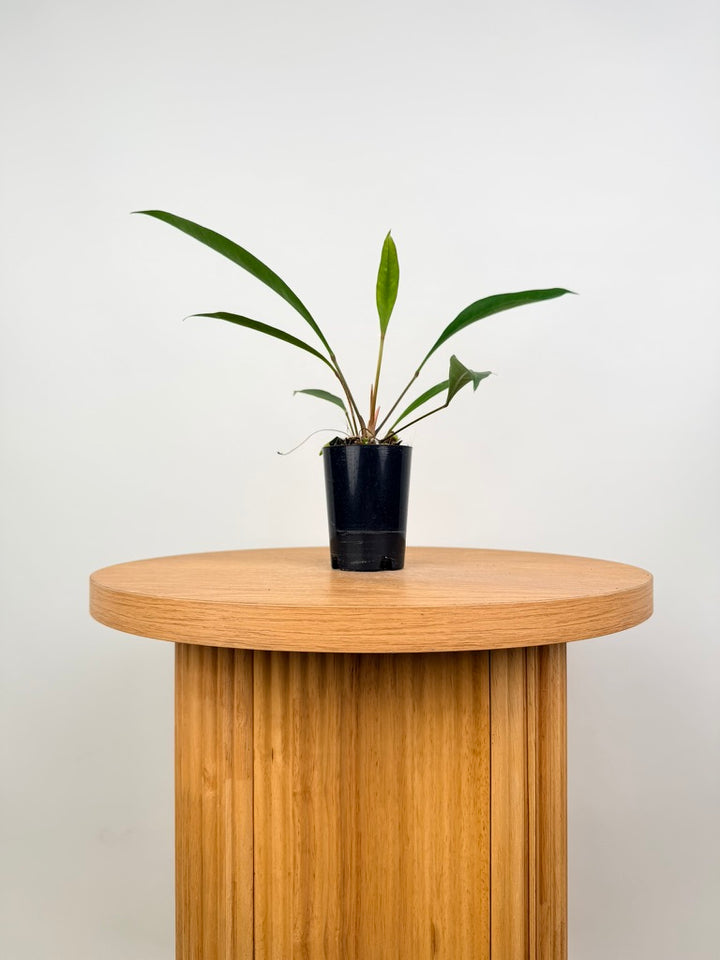 Anthurium Gracile