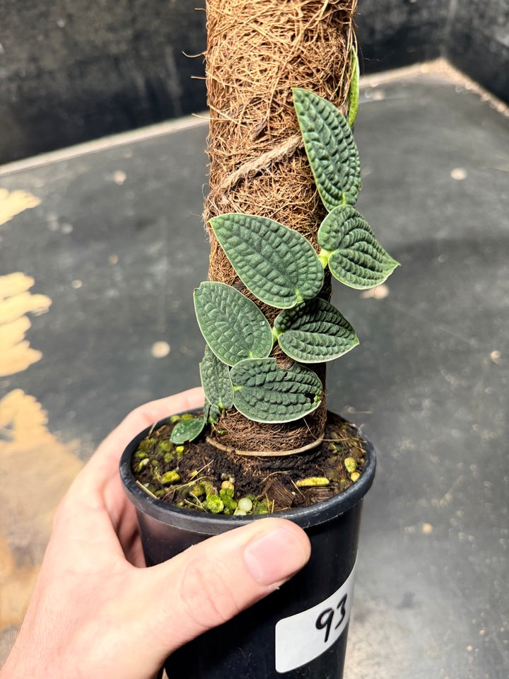 Handpicked #93 - Rhaphidophora Versteegii Totem - 100mm Pot