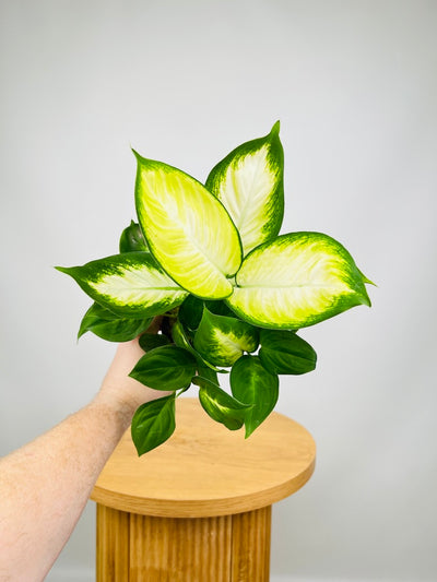Dieffenbachia Tropic Marianne
