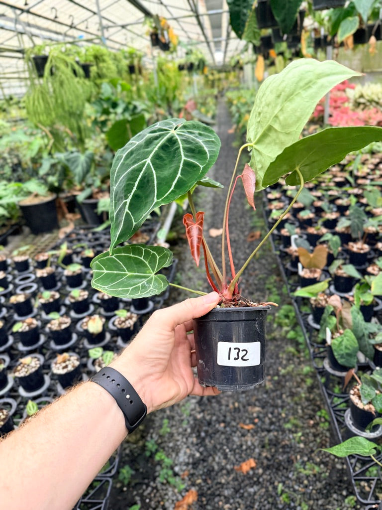 Handpicked #132 -  Anthurium Crystallinum - Multi Headed