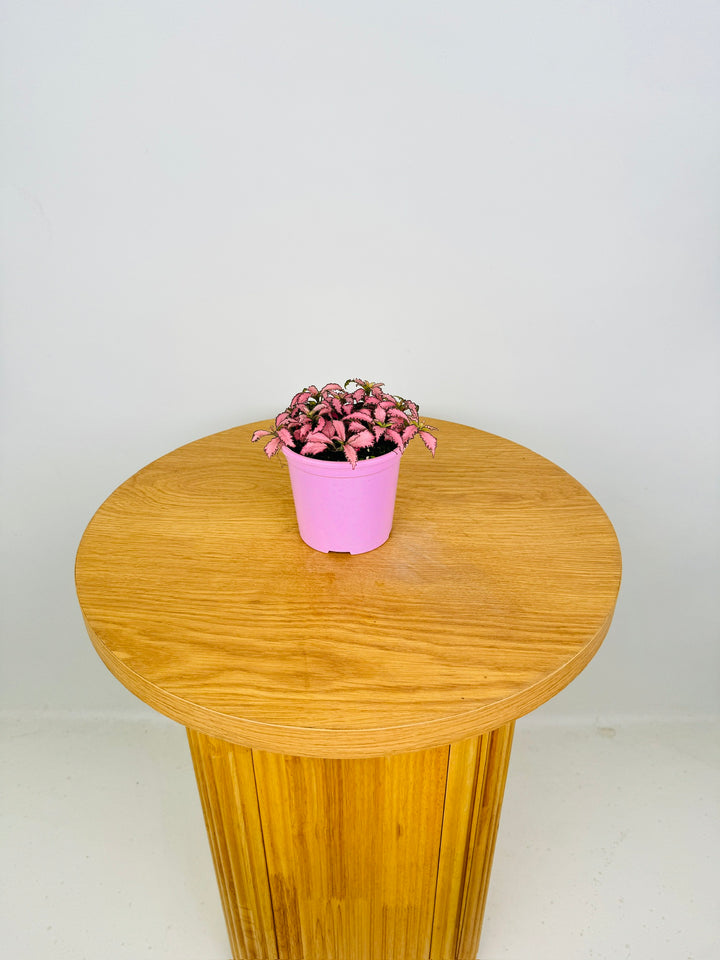 Fittonia Albivenis - Pink Anne
