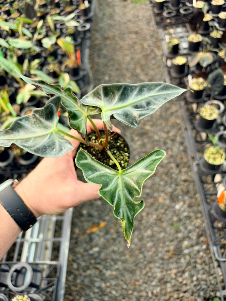 Handpicked #82 - Alocasia Loco