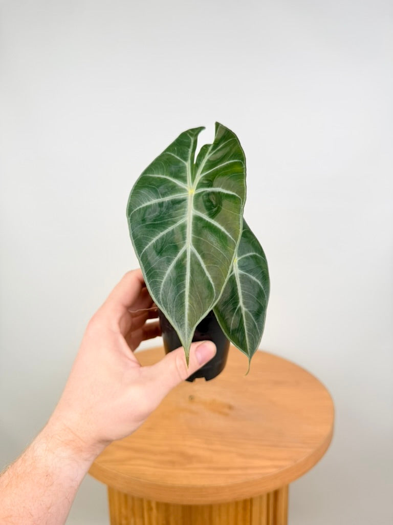 Alocasia Nairobi Nights