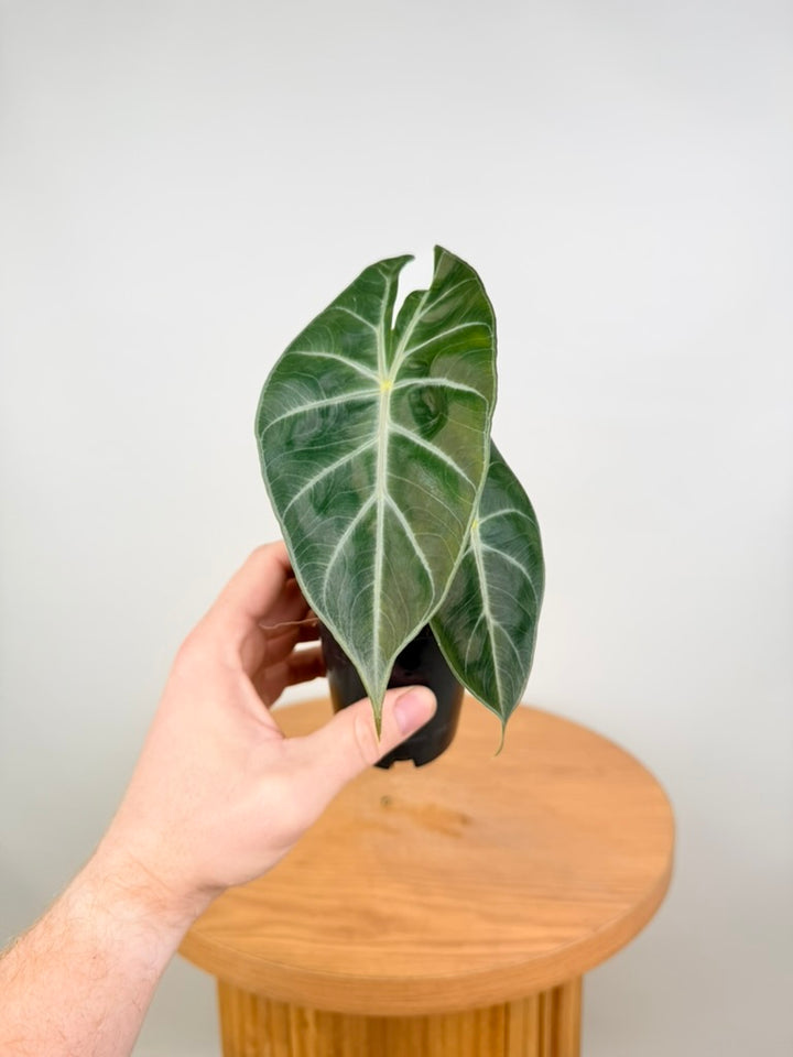 Alocasia Nairobi Nights