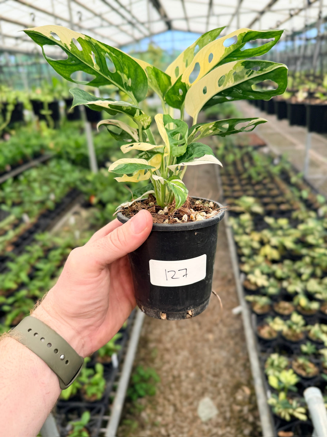 Handpicked #127 - Monstera Adansonii - Monkey Mask - Variegated Albo - Double Planted