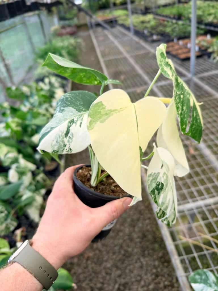 Handpicked #136 - Monstera Deliciosa Borsigiana Variegated Albo