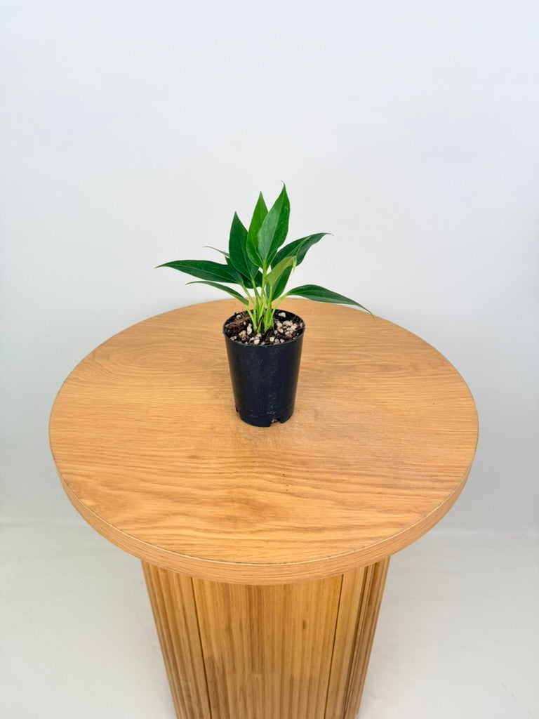 Anthurium Andraeanum - Lilli [Pink Flower]