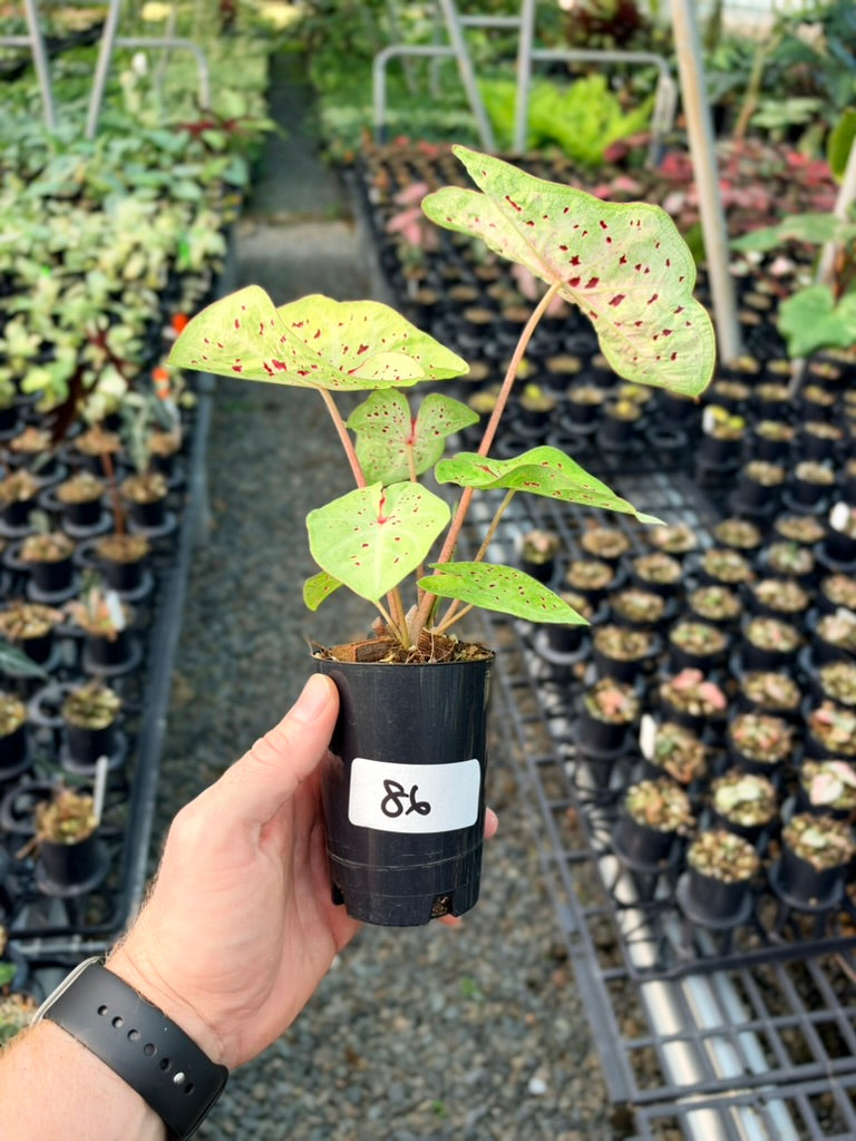 Handpicked #86 - Caladium Bicolor - Miss Muffet