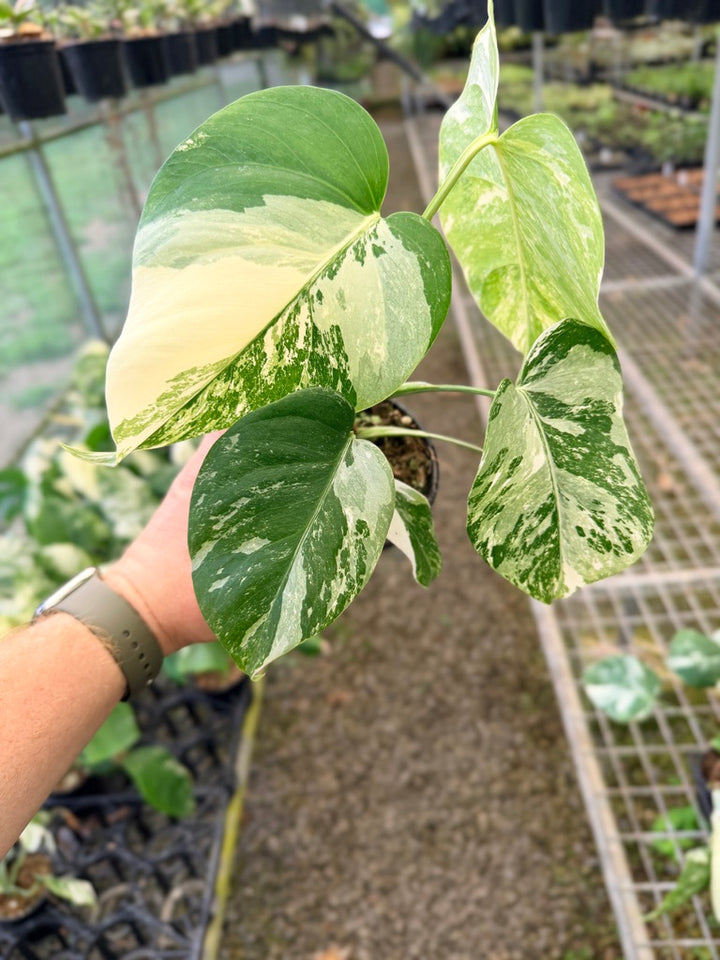 Handpicked #138 - Monstera Deliciosa Borsigiana Variegated Albo