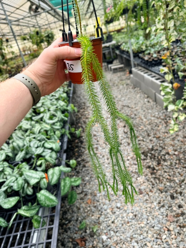 Handpicked #35 - Phlegmariurus squarrosus [Huperzia Squarrosa] - QLD Fine Rock Tassel Fern