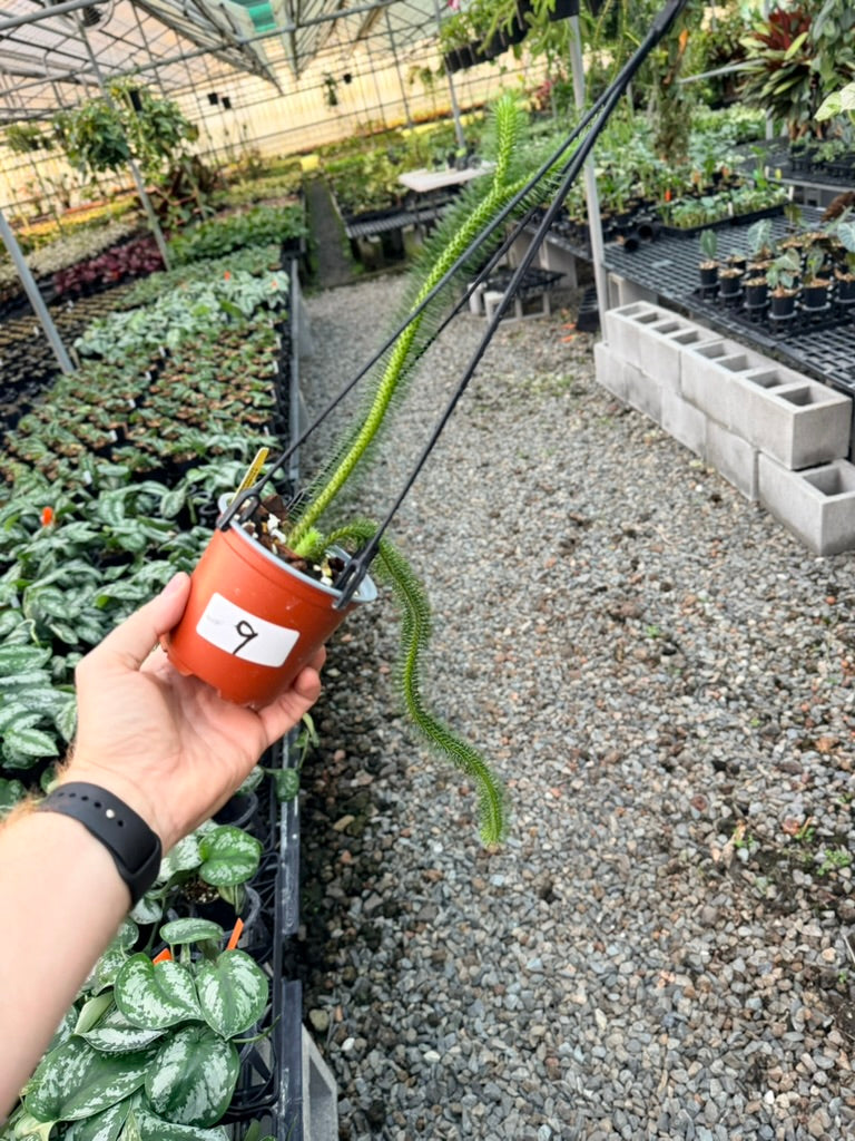 Handpicked #9 - Phlegmariurus squarrosus [Huperzia Squarrosa] - Thailand Large Rock Tassel Fern