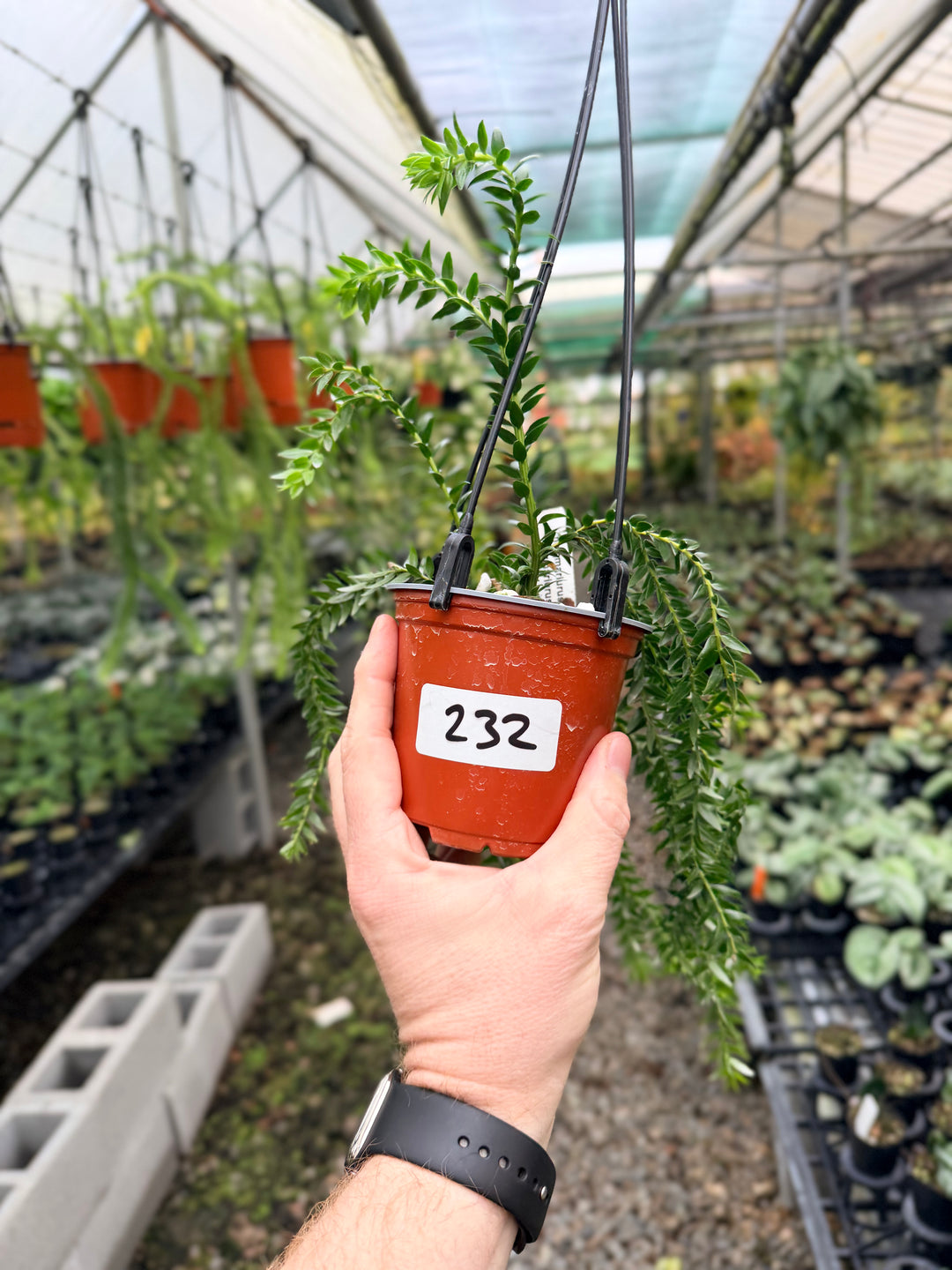 Handpicked #232 - Phlegmariurus Phlegmarioides X Phlegmariurus Ledermannii - Tassel Fern