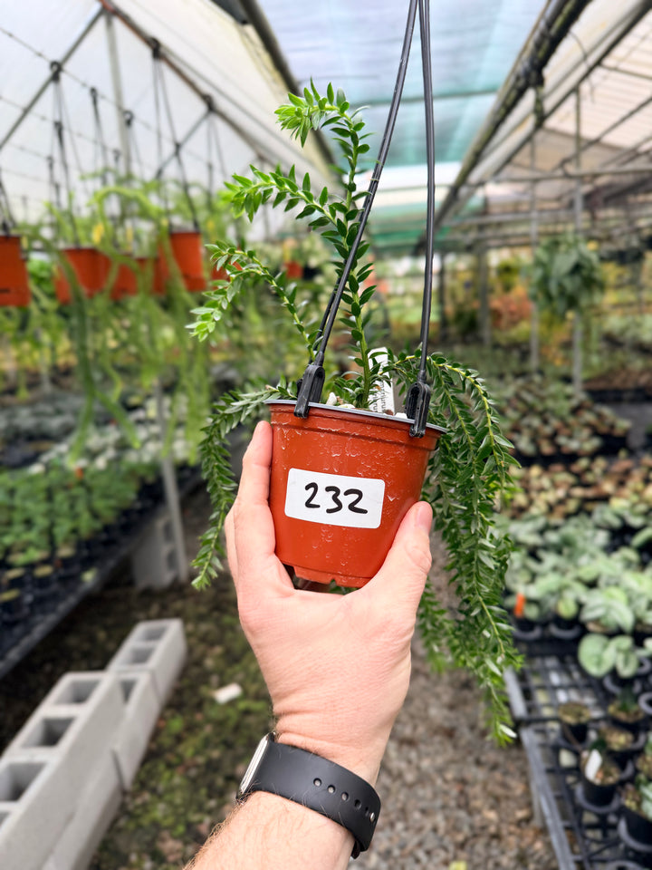 Handpicked #232 - Phlegmariurus Phlegmarioides X Phlegmariurus Ledermannii - Tassel Fern
