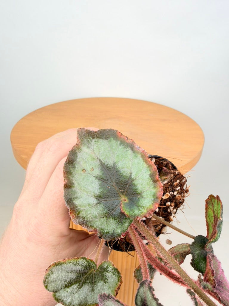 Begonia Rex - Escargot - Imperfect Foliage