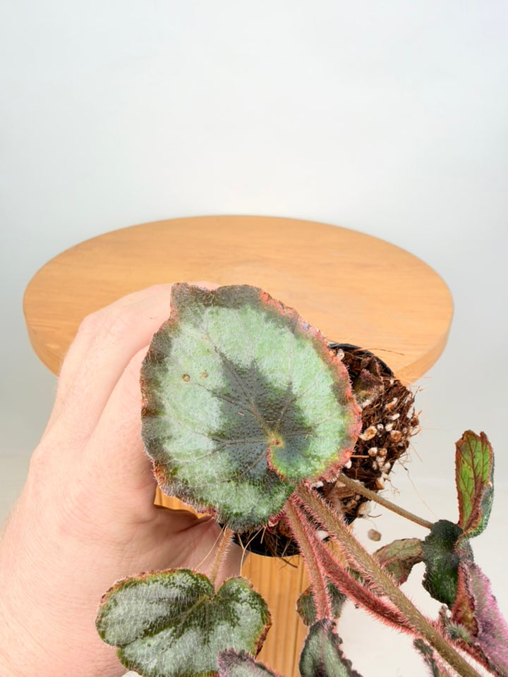 Begonia Rex - Escargot - Imperfect Foliage