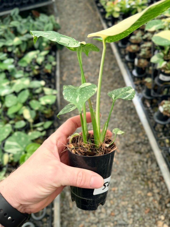 Handpicked #54 - Monstera Deliciosa - Thai Constellation - Double Growth Point