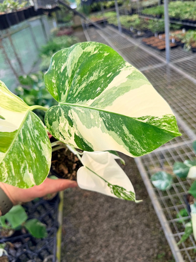 Handpicked #140 - Monstera Deliciosa Borsigiana Variegated Albo
