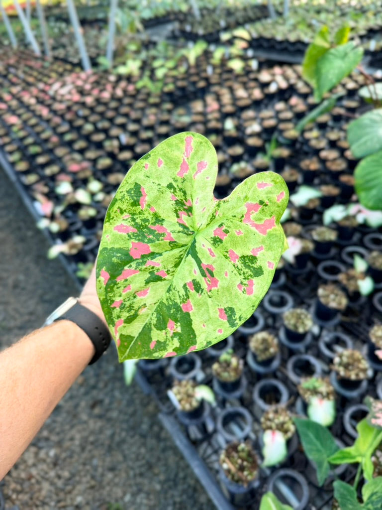 Handpicked #47 - Caladium Bicolor - Raspberry Moon