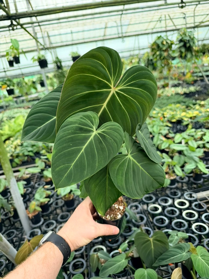 Philodendron Gloriosum X Melanochrysum - Glorious