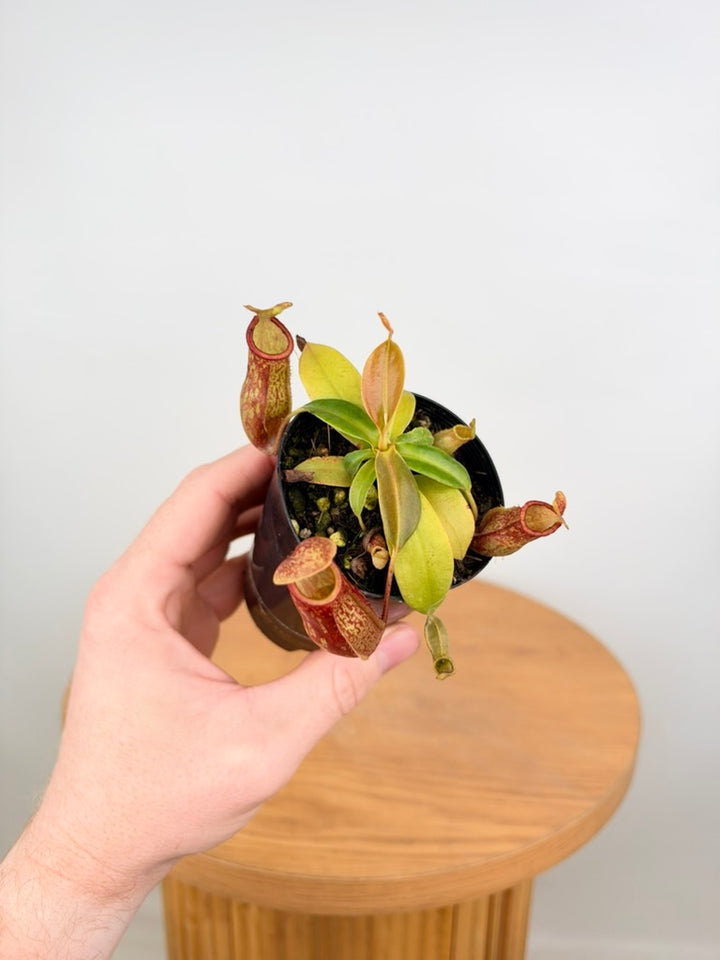 Nepenthes St Gaya