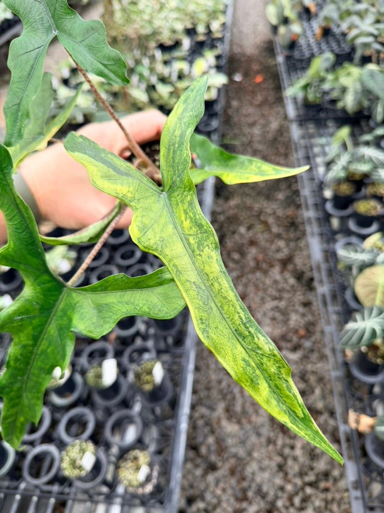 Handpicked #22 - Alocasia sp Sulewasi 'Sabrina Narrow' - Aurea Variegata
