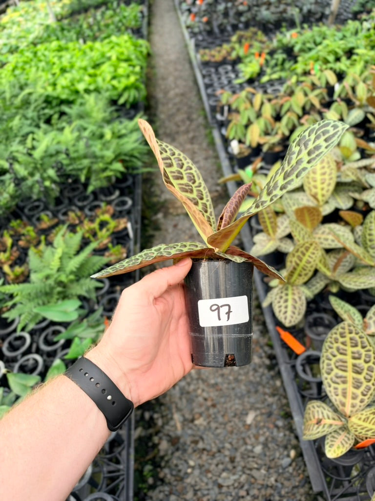 Handpicked #97 - Labisia Beccarii - Turtleback