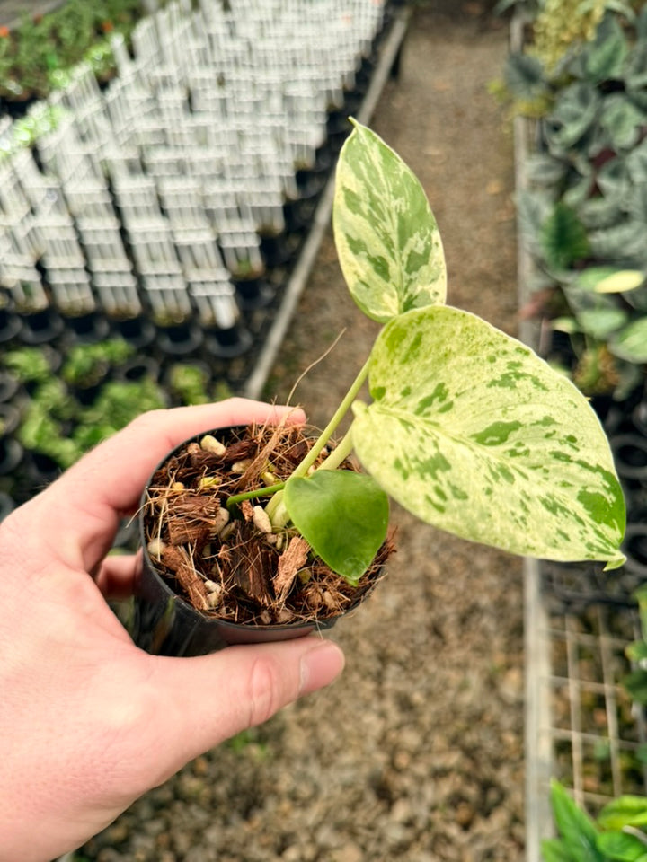 Handpicked #56 - Monstera Deliciosa - Bulbasaur