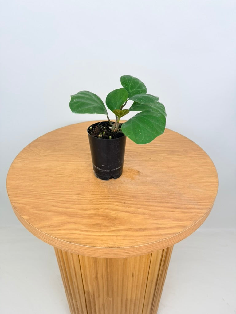 Ficus Deltoidea