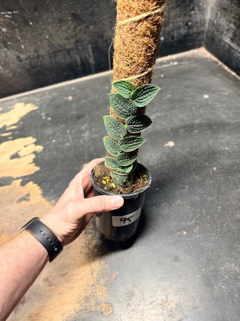 Handpicked #95 - Rhaphidophora Versteegii Totem - 100mm Pot