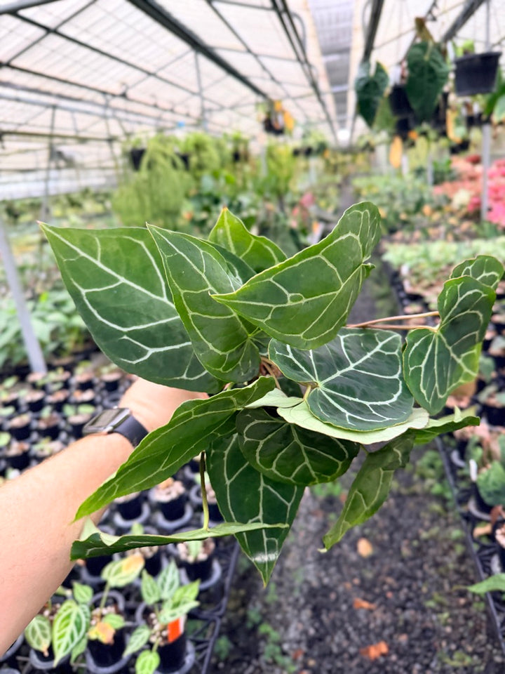 Handpicked #131 - Anthurium Crystallinum - Multi Headed