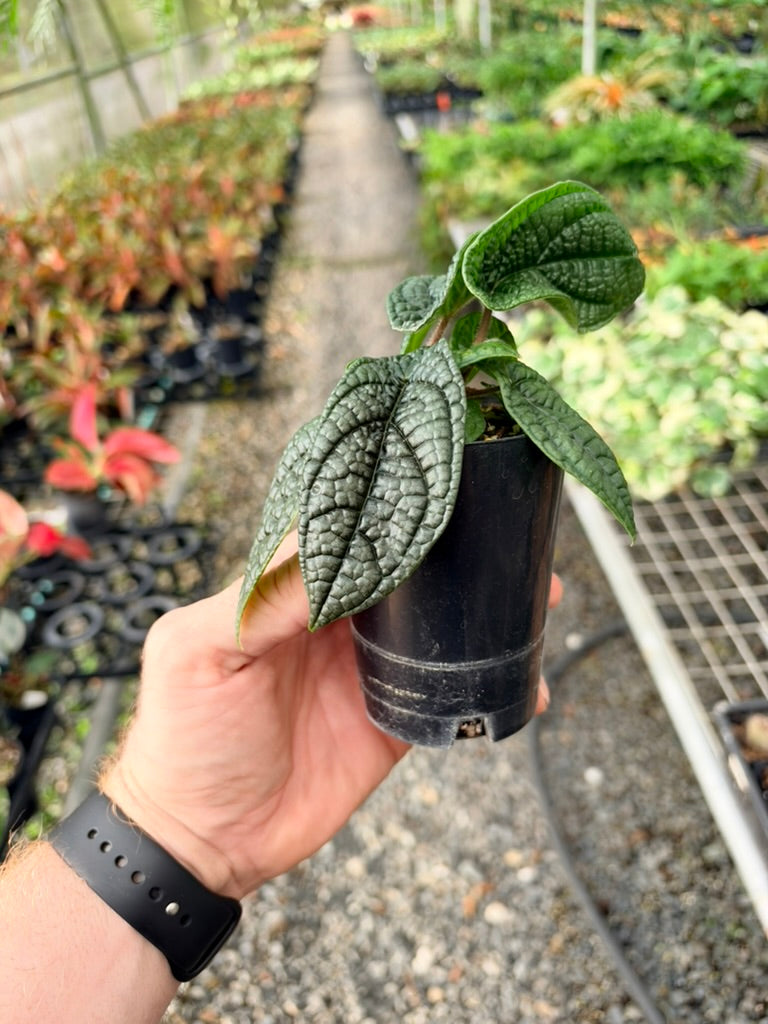 Handpicked #95 - Piper Parmatum