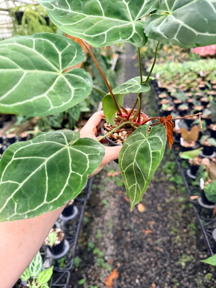 Handpicked #140 - Anthurium Crystallinum - Multi Headed