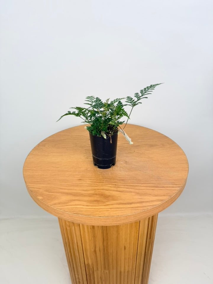 Humata Tyermannii - White Rabbit's Foot Fern