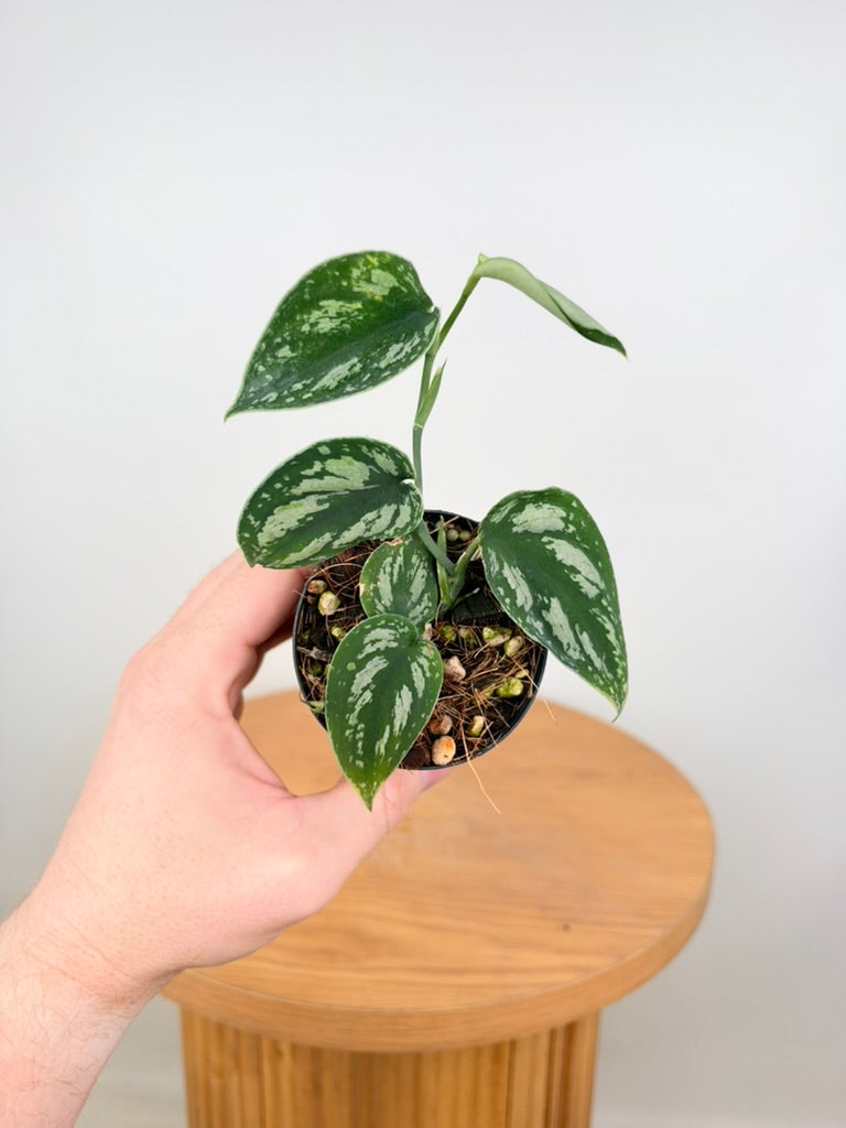 Scindapsus Pictus - Tricolour