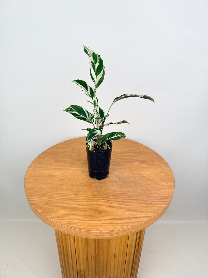 Goeppertia [Calathea] Lietzei - White Fusion
