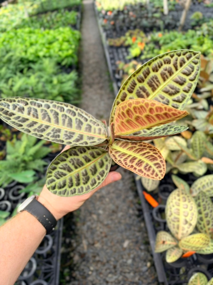Handpicked #100 - Labisia Beccarii - Turtleback