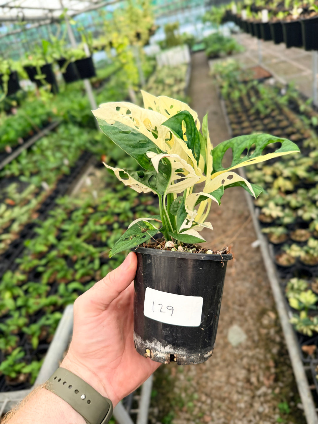 Handpicked #129 - Monstera Adansonii - Monkey Mask - Variegated Albo - Double Planted