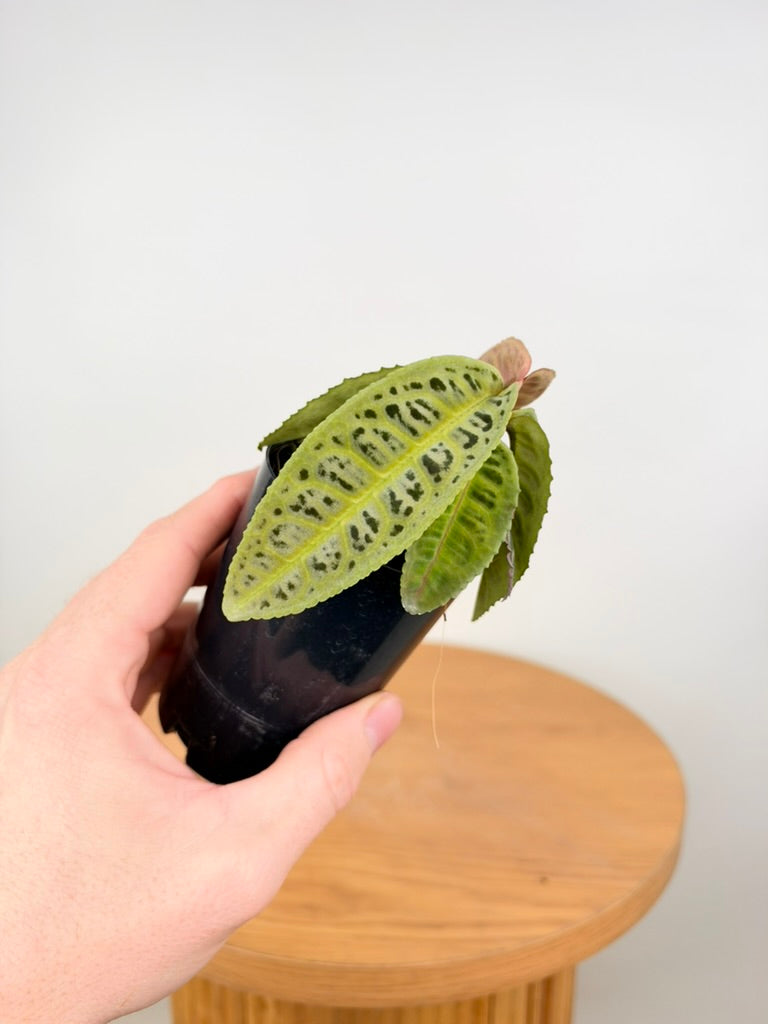 Labisia sp. Riau - Green