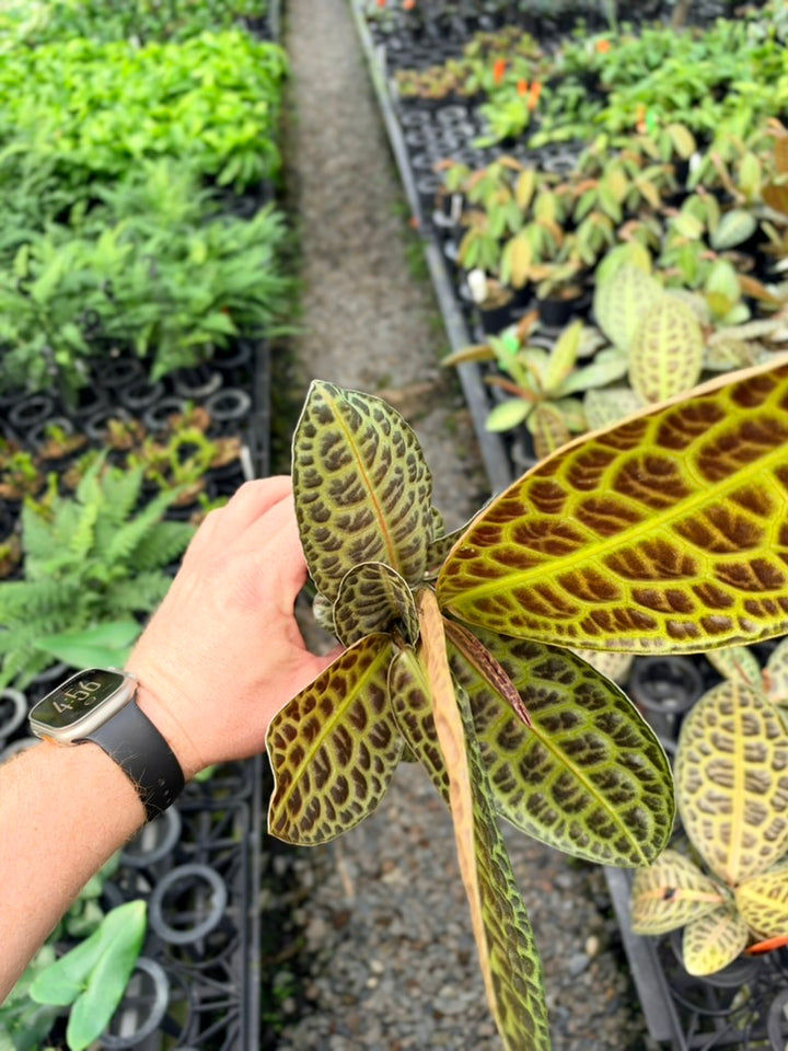 Handpicked #98 - Labisia Beccarii - Turtleback
