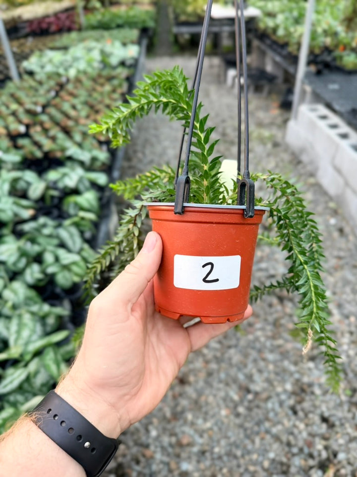 Handpicked #2 - Phlegmariurus Phlegmarioides X Phlegmariurus Ledermannii - Tassel Fern